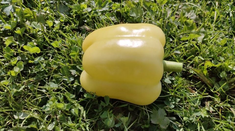 ��� �������� ���������� ������: ������� ������� ��� ��������