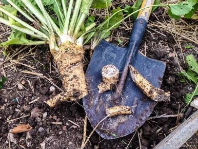 ����: �� ������ ������ � ������������� �����������