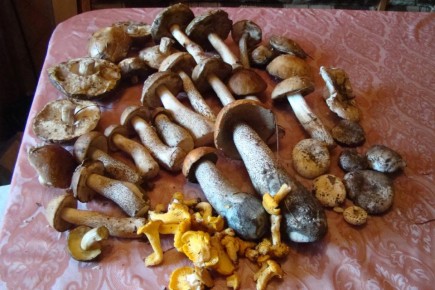 ������ �����: ������������� ��� ������� �� �����?