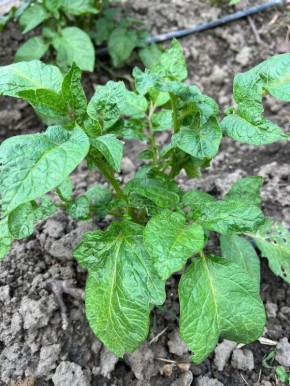 ������ �� �������: ��� ���������� � �������� ������� ������ ��������