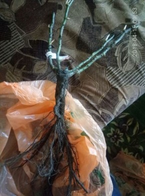 ��� ��������� ���� � �������� �������� �������� �� ������� � �����