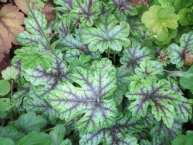 �������: ��� ��������� � ��������� �� ���� ������������ ����������