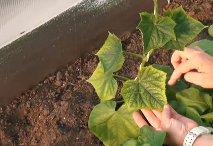 ��� ������ � �������� �� �������: ������� � ������ ������