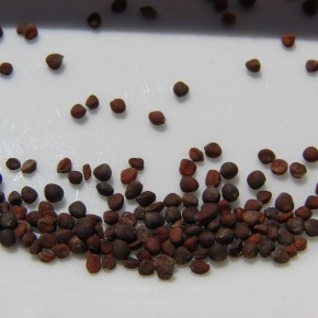 ��� ������� � ��������� ������: ������ ��� ��������� ������