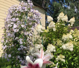 ��� ��������� ��������� �� �����������: ������� � ������� �� �������