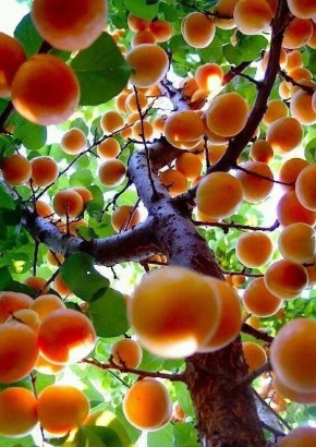 ��� ��������� ���������� �������� ������� � ������: ������� ��� �������� ������