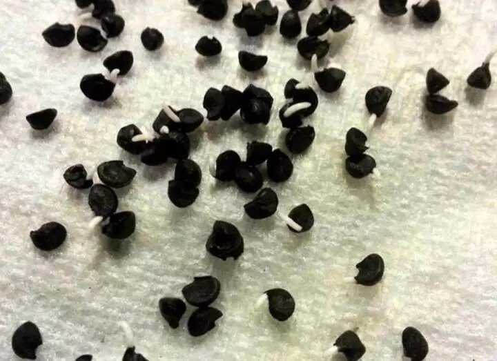 Выращивание репчатого лука из семян рассадой