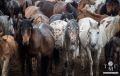 Тува присоединилась к федеральной программе развития табунного коневодства