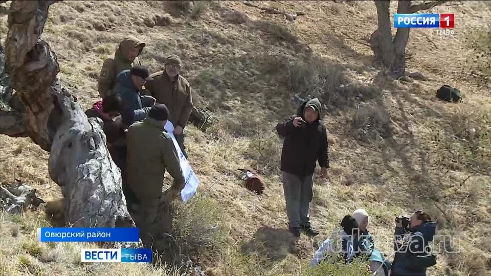 Дерево-реликт. Ученые официально подтвердили - самое старое дерево России находится в Туве