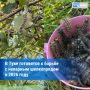 В 2026 году в Туве запланированы мероприятия по борьбе с непарным шелкопрядом