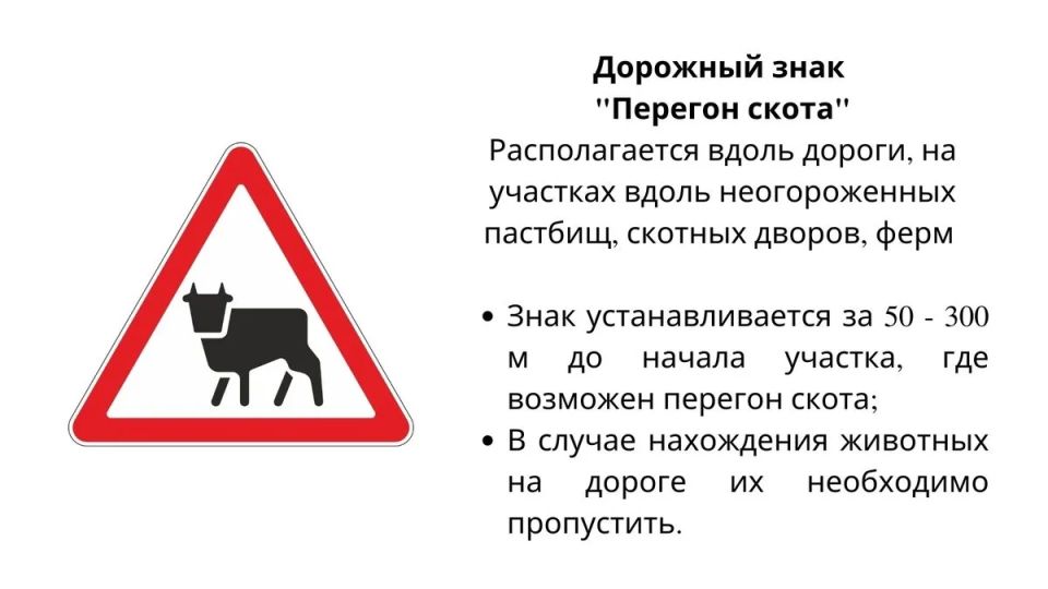 Безнадзорный скот на дорогах Тувы: владельцев ждут штрафы и даже уголовная ответственность
