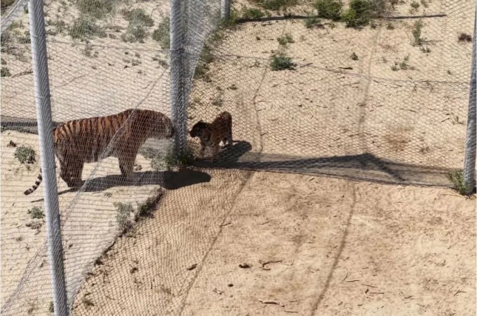 В сети появились кадры с амурскими тиграми, которых доставили в Казахстан В сети появились кадры с амурскими тиграми, которых доставили в Казахстан