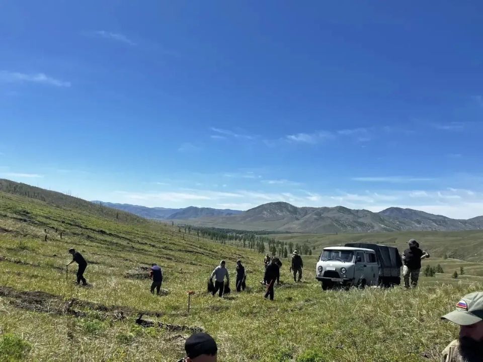 «Лёгкие» Тувы: в республике активно восстанавливают лесной фонд «Лёгкие» Тувы: в республике активно восстанавливают лесной фонд
