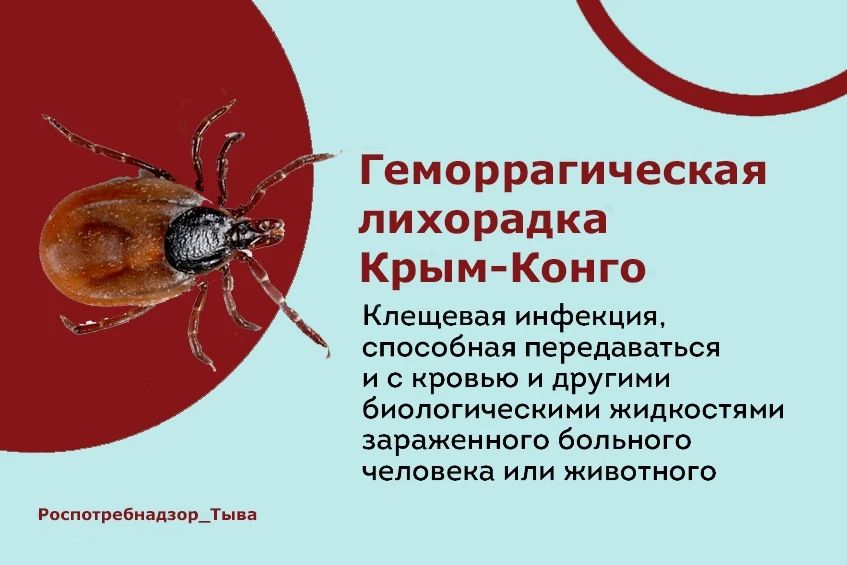 Конго-крымская геморрагическая лихорадка: что нужно знать?