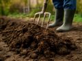 Как сидераты могут преобразить вашу почву после картофеля