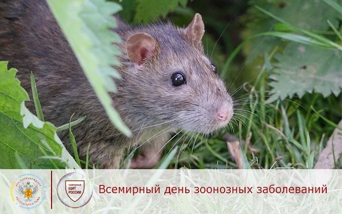 Инфекции, передаваемые животными на даче и в городе