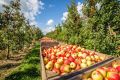 Собираем яблоки: секреты успешной уборки и хранения