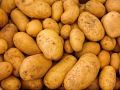 Секреты успешного картофельного урожая: подготовка и уход за грядками
