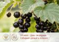 Как безопасно собирать и мыть смородину на даче