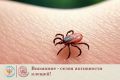 За прошедшую неделю на территории республики зарегистрировано 86 случаев обращений в медицинские организации по поводу присасывания клещей с ростом к предыдущей неделе на 75,9%