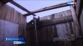 Сезон аржаанов. В самом разгаре сезон аржаанов