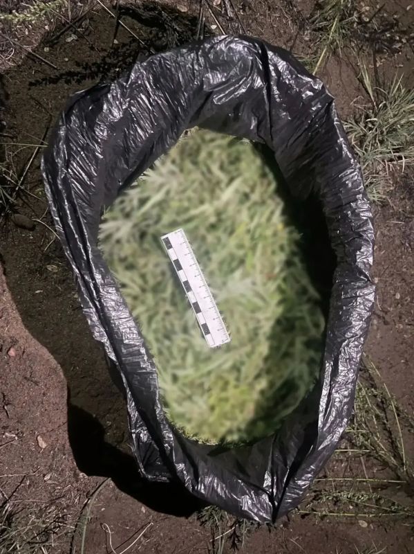 Наркополицейские изъяли более 235 граммов марихуаны у жителя Кызыла Наркополицейские изъяли более 235 граммов марихуаны у жителя Кызыла