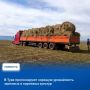 Основываясь на данных Россельхозцентра, Министерство сельского хозяйства Тувы прогнозирует урожайность зерновых и кормовых культур в трое больше прошлогодних показателей – на уровне 18-25 центнеров с гектара