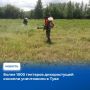 В Туве в течение сентября проверят результаты принятых ранее муниципалитетами мер по уничтожению дикорастущей конопли