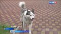 Бзрелдиг чрек. Тнч чок бзрелдиг шынчы чоруу дээш