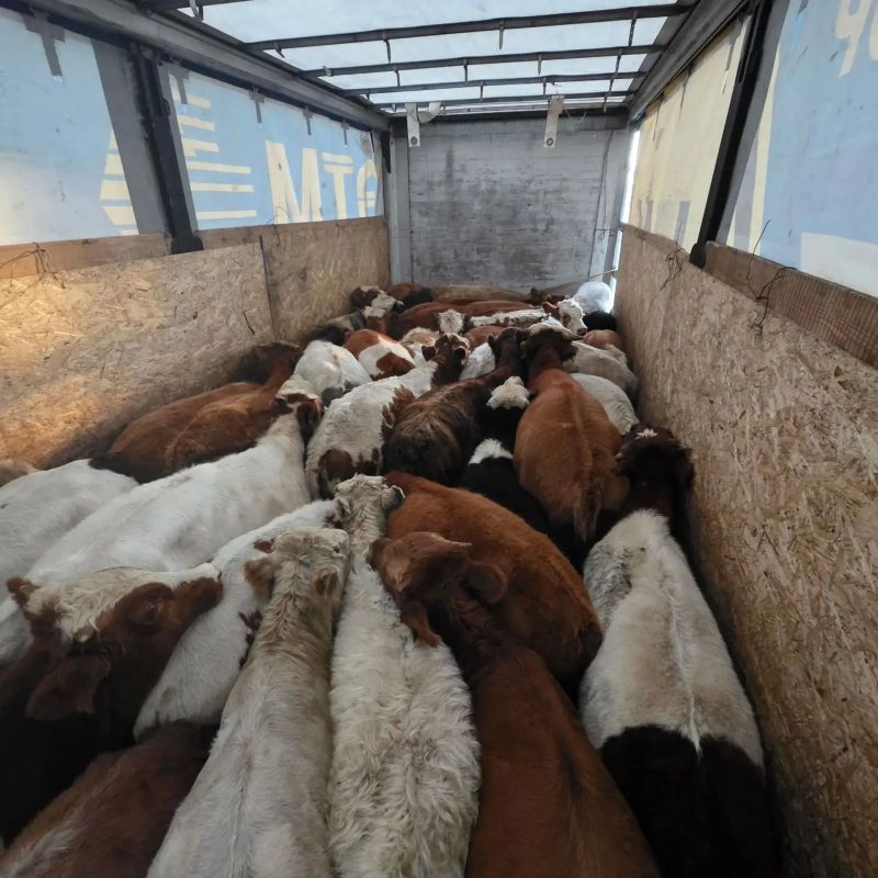 Перевозка 50 голов крупного рогатого скота без сопроводительных документов выявлена в Барун-Хемчикском районе Перевозка 50 голов крупного рогатого скота без сопроводительных документов выявлена в Барун-Хемчикском районе