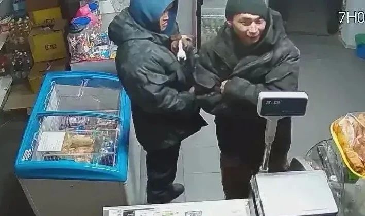 Внимание, розыск!. 22 октября около 19.00 с возле СТО, расположенной по ул. Иркутской, был похищен щенок породы Питбуль Внимание, розыск!. 22 октября около 19.00 с возле СТО, расположенной по ул. Иркутской, был похищен щенок породы Питбуль